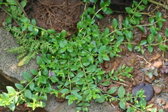 Mecardonia procumbens